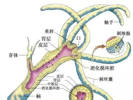 珊瑚有几种颜色图36