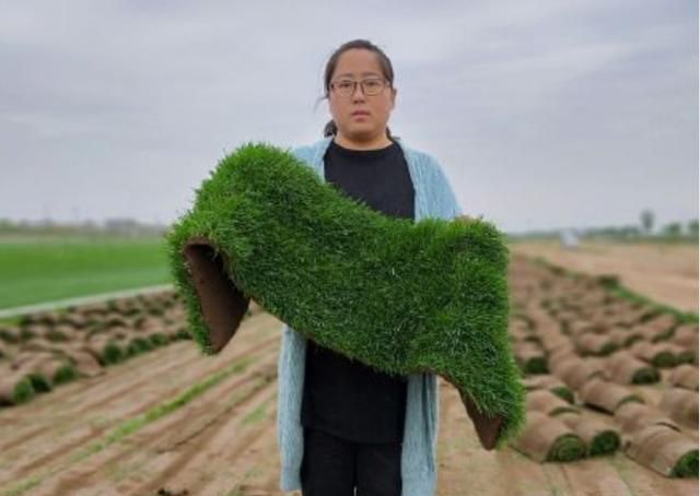 草皮怎么种植方法，种草皮收入高吗图1