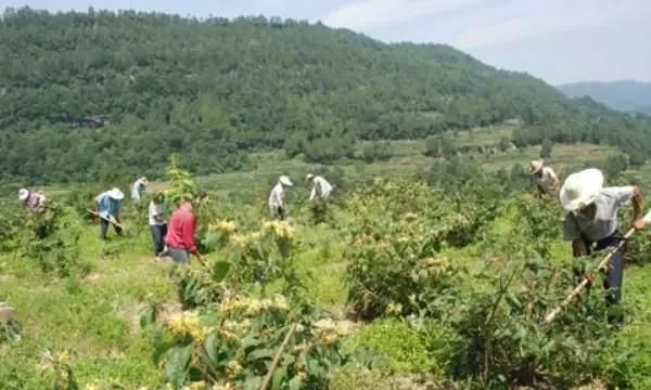 金银花种植技术，金银花怎么种植和管理图1