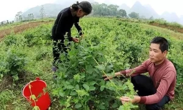 金银花种植技术，金银花怎么种植和管理图2