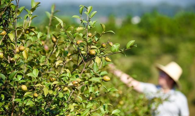 油茶树嫁接，种植油茶树,有什么嫁接方法能提高成活率吗图1