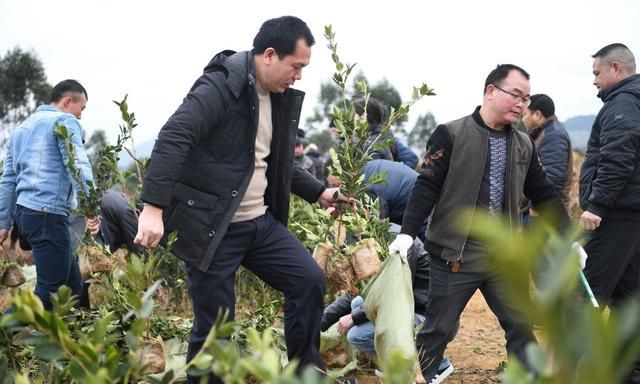 油茶树嫁接，种植油茶树,有什么嫁接方法能提高成活率吗图2