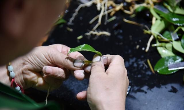 油茶树嫁接，种植油茶树,有什么嫁接方法能提高成活率吗图3