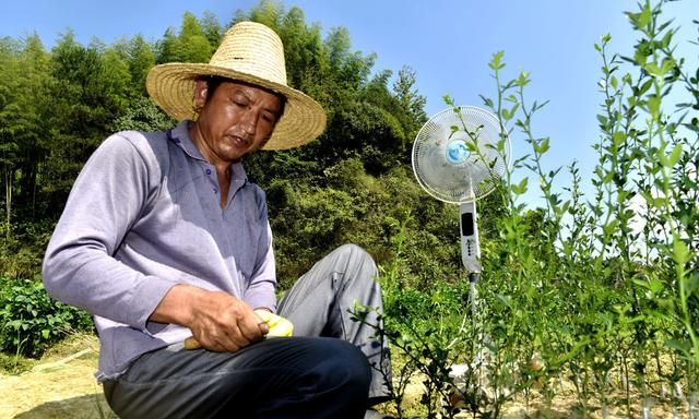 油茶树嫁接，种植油茶树,有什么嫁接方法能提高成活率吗图5