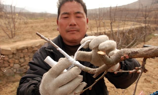 油茶树嫁接，种植油茶树,有什么嫁接方法能提高成活率吗图6