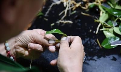 油茶树嫁接，种植油茶树,有什么嫁接方法能提高成活率吗图8