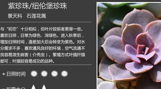 如何养多肉植物，多肉植物该如何分类？图1