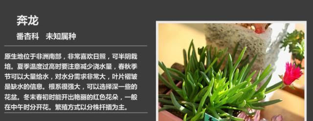 如何养多肉植物，多肉植物该如何分类？图2