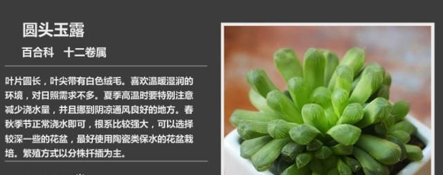 如何养多肉植物，多肉植物该如何分类？图3