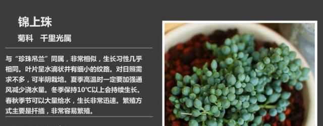 如何养多肉植物，多肉植物该如何分类？图4