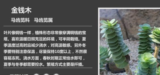 如何养多肉植物，多肉植物该如何分类？图5