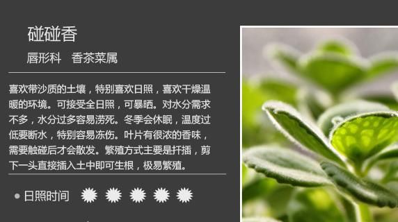 如何养多肉植物，多肉植物该如何分类？图6