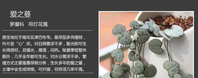 如何养多肉植物，多肉植物该如何分类？图7