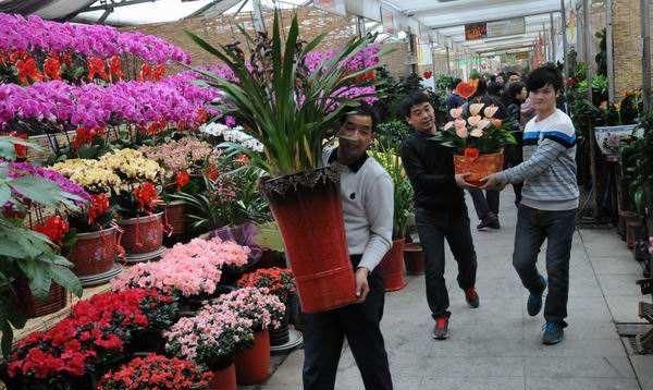 花卉在哪里批发最便宜，花卉批发市场哪里便宜点图6