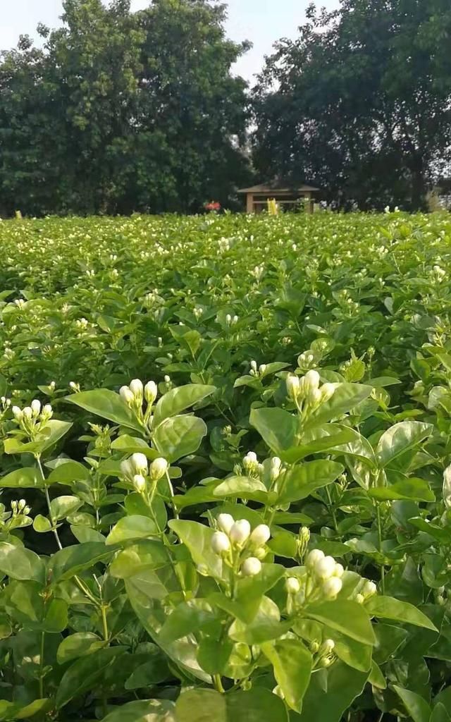 茉莉花茶原产地在哪里，茉莉花茶原产地是哪里图2