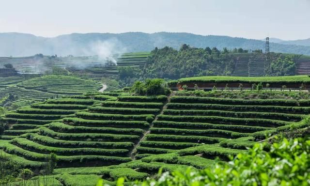 茉莉花茶原产地在哪里，茉莉花茶原产地是哪里图3