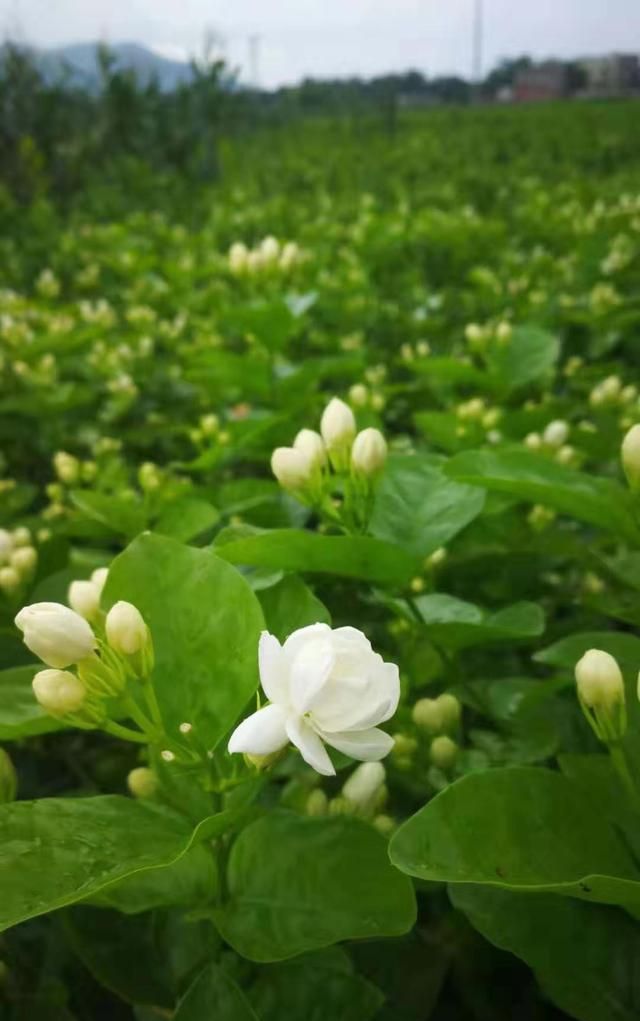 茉莉花茶原产地在哪里，茉莉花茶原产地是哪里图4