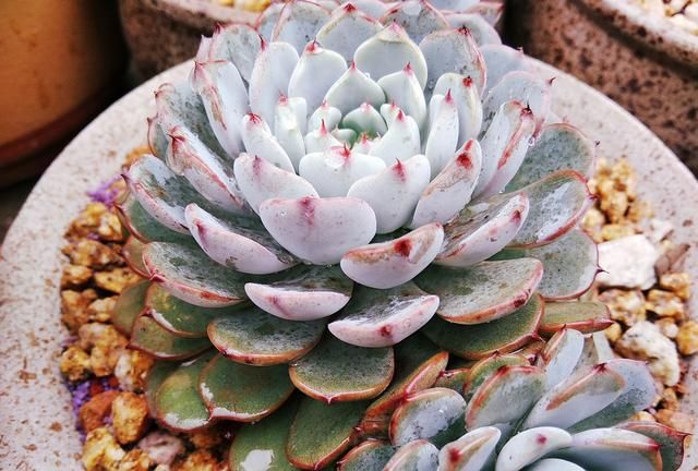 多肉植物怎么才能度过夏天,这几种多肉植物养在家里超漂亮图20