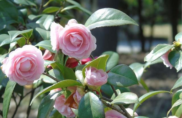 茶花可以嫁接吗春天，茶花可嫁接吗图1