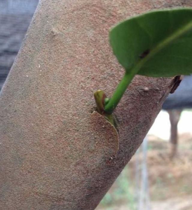 茶花可以嫁接吗春天，茶花可嫁接吗图7