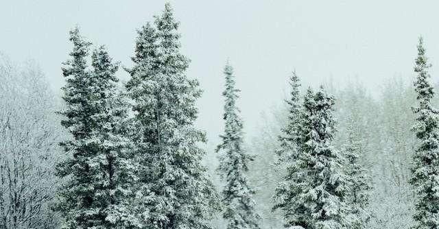 雪松如何育苗常温(雪松育苗怎么不长)图3