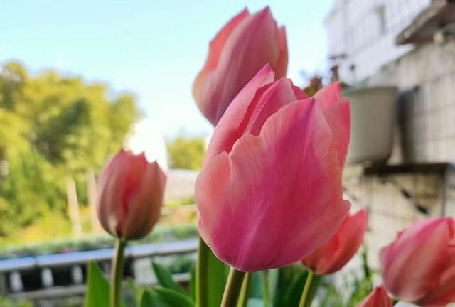 郁金香花怎么养长得好(郁金香花怎么养才开花)图8