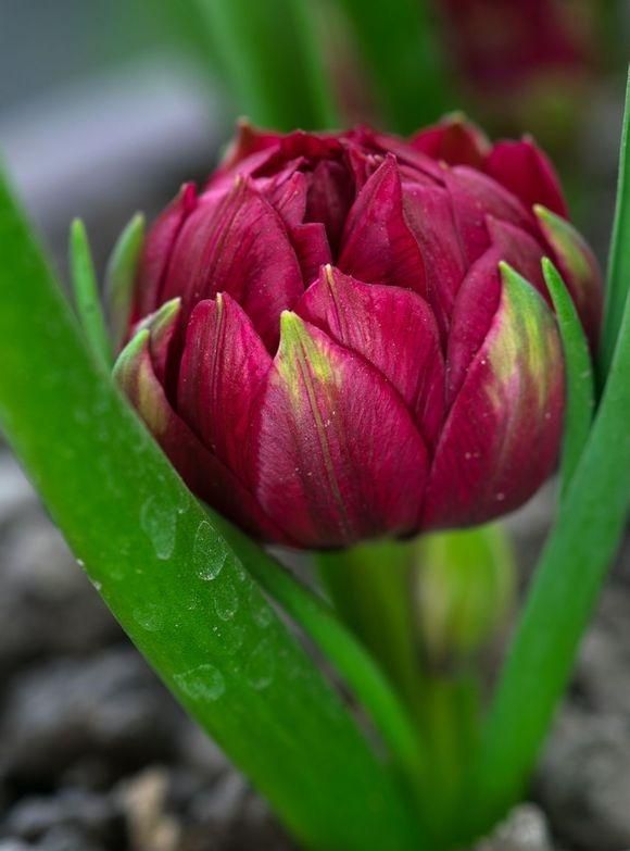 水培郁金香花谢后如何处置,水培郁金香花谢后怎么处理图2