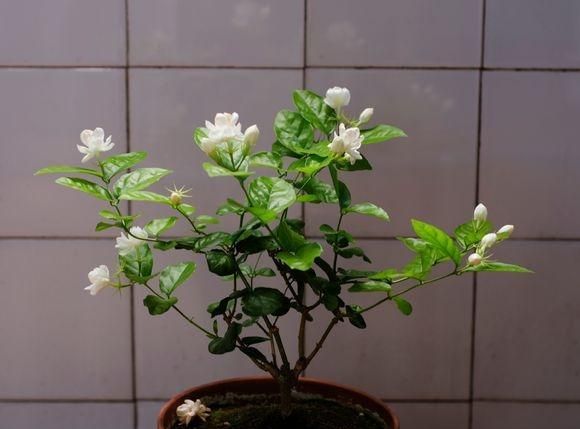 冬天怎么养茉莉花盆栽,茉莉花冬天室内怎么养图1