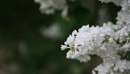 丁香花怎么养才好看,丁香花怎样养图3