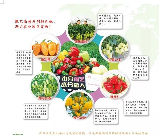 三月种的10种蔬菜(阳台种蔬菜怎么种)图5