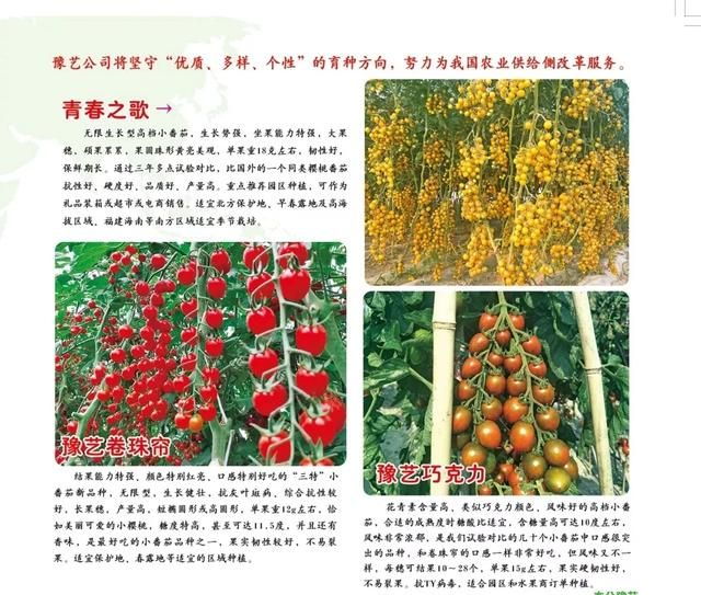 三月种的10种蔬菜(阳台种蔬菜怎么种)图6