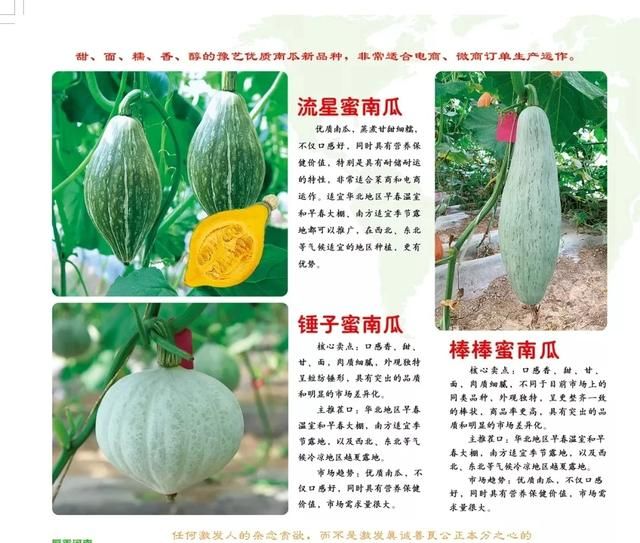 三月种的10种蔬菜(阳台种蔬菜怎么种)图7