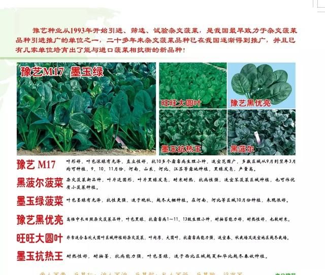 三月种的10种蔬菜(阳台种蔬菜怎么种)图8