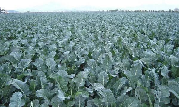 西兰花什么时间育苗最好(西兰花种植基地)图1