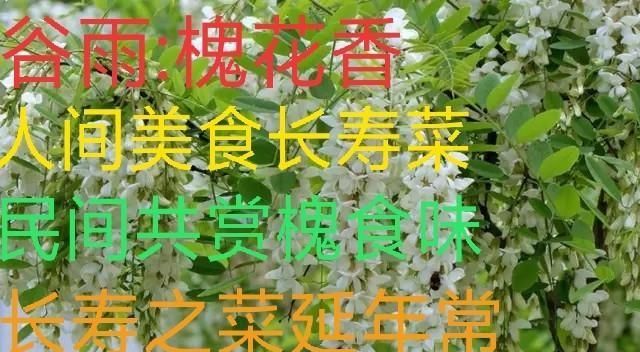 农村的洋槐花怎么做好吃,洋槐花包子怎么做好吃图11