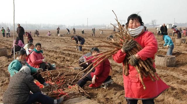 牛膝有哪几种,牛膝功效作用图11