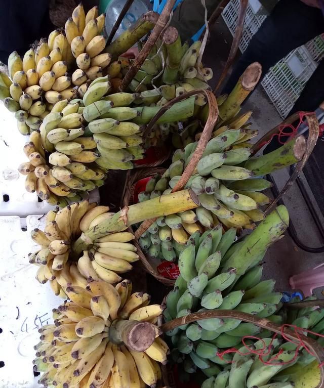 芭蕉树的水有哪些作用,芭蕉树一般长在雨林的什么地方图3