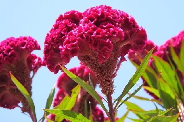 如何种植鸡冠花(鸡冠花的种植方法)图1