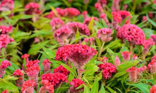 如何种植鸡冠花(鸡冠花的种植方法)图7