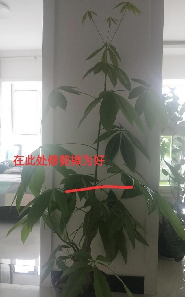 发财树修剪后注意事项有哪些(发财树现在能修剪吗)图3