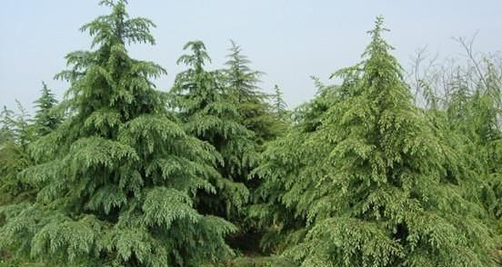 种植雪松未来前景如何,雪松叶片多少钱一斤图7