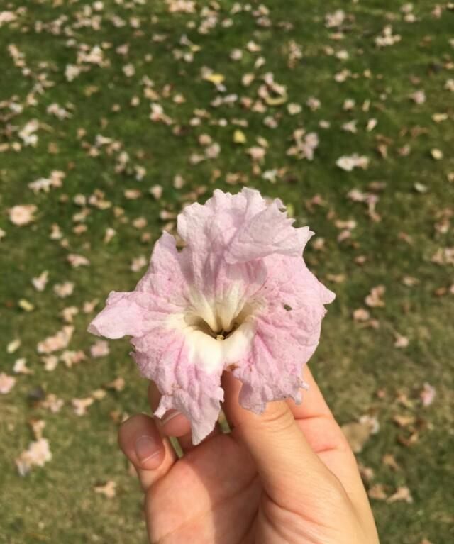 红花风铃木如何栽培,红花风铃木怎么栽培图3