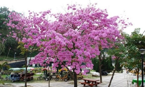 红花风铃木如何栽培,红花风铃木怎么栽培图11