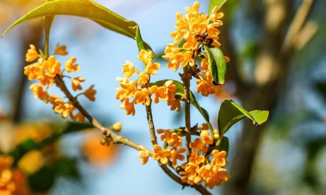 桂花树不能种在阳台吗(桂花树为什么不能种家里阳台)图3