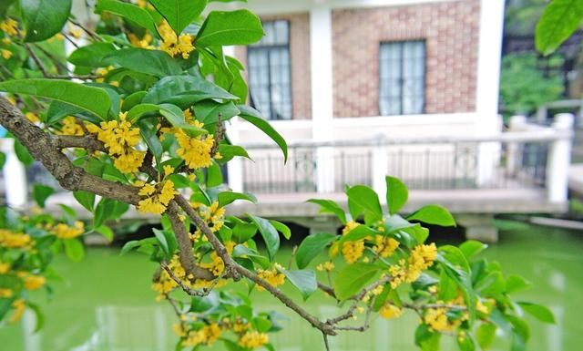 桂花树不能种在阳台吗(桂花树为什么不能种家里阳台)图4