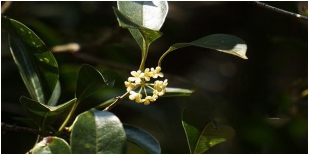 桂花究竟几时开(桂花一般都是什么时间开)图4