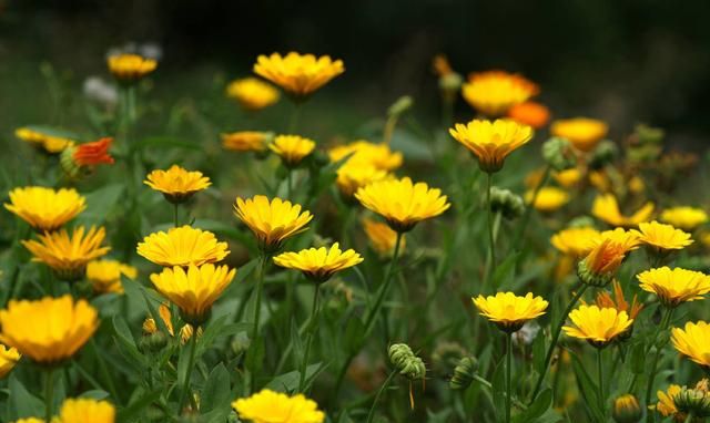 金盏花摄影怎么拍,秋日芦花人像摄影技巧分享图9