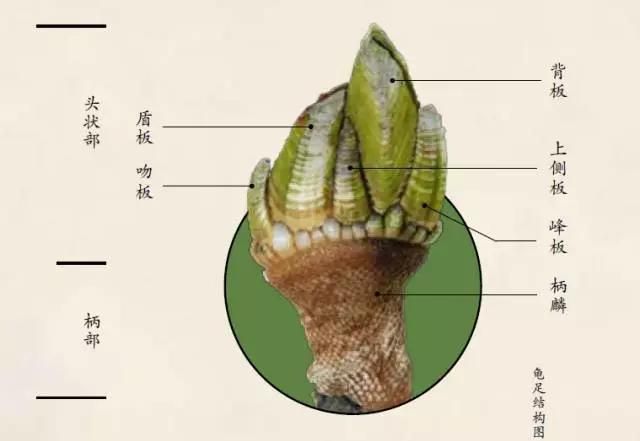 哪里海鲜好吃(海鲜哪里买便宜点)图3