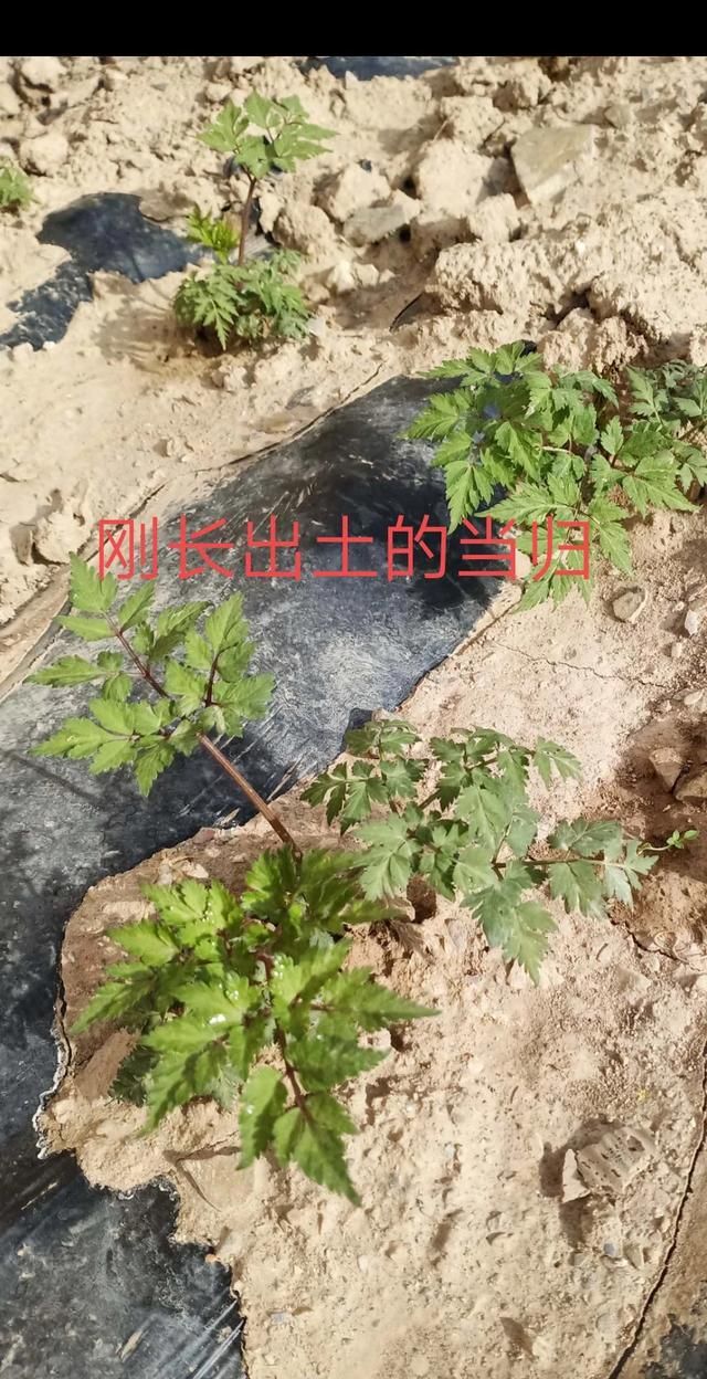 当归如何合理种植,当归种植有几种方法图9