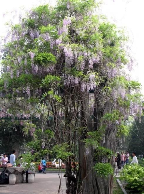 紫藤花如何栽培(紫藤花用什么土栽培)图4